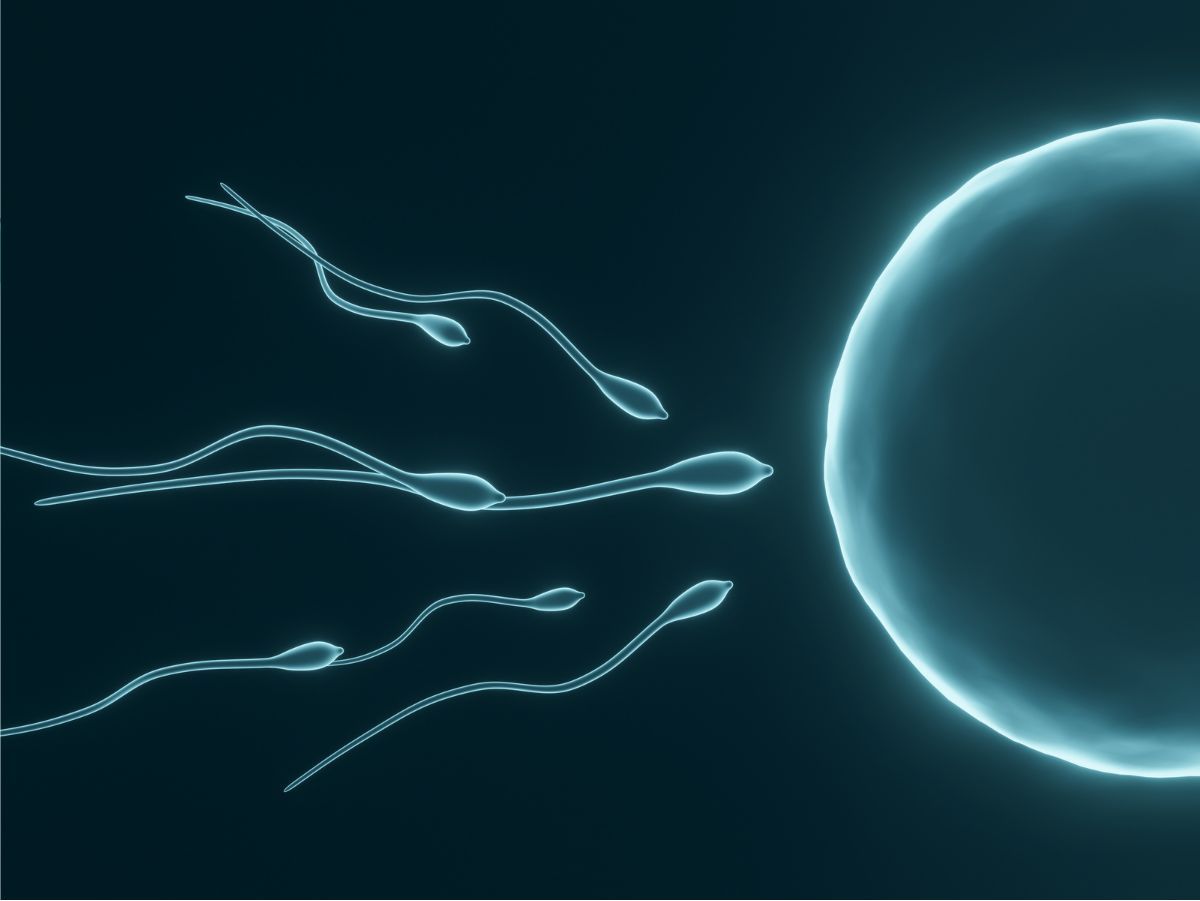 Ilustrace spermií směřujících k vajíčku, symbol mužské plodnosti a oplodnění.