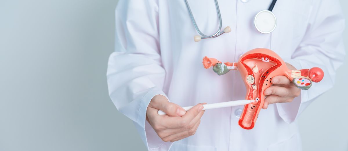 Lékař drží model ženského reprodukčního systému, ilustrace ženské plodnosti a gynekologické péče.